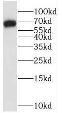 RAPH1 Antibody - BSA Free