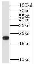 Rap2A Antibody - BSA Free