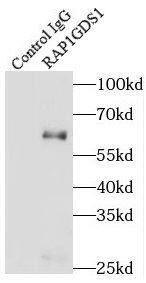 RAP1GDS1 Antibody - BSA Free