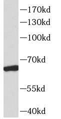 RAP1GDS1 Antibody - BSA Free