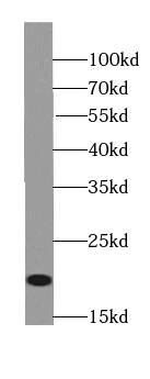 MOG1 Antibody - BSA Free