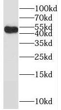 RANBP3L Antibody - BSA Free