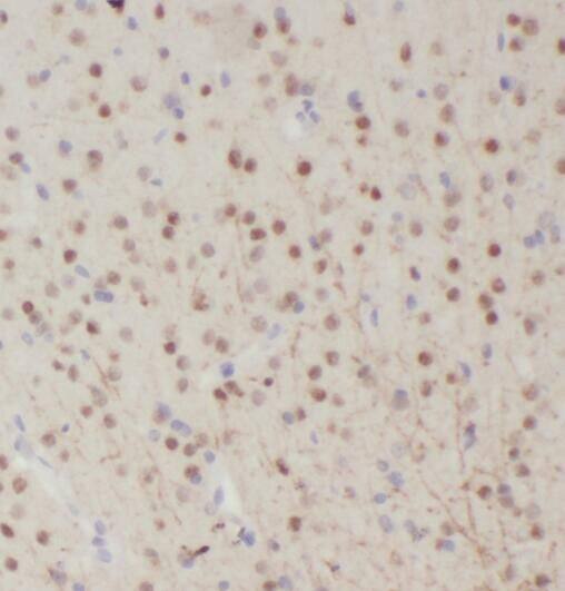 RALYL Antibody - BSA Free