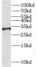 RALYL Antibody - BSA Free