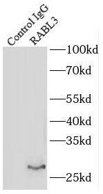 RABL3 Antibody - BSA Free