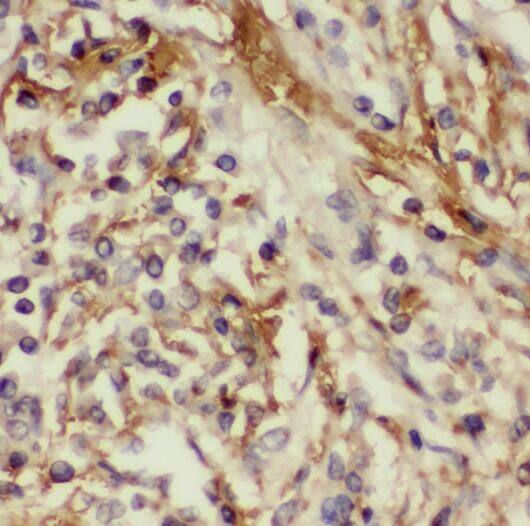 RABL2B Antibody - BSA Free