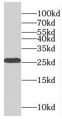 RABL2B Antibody - BSA Free