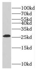 RABL2A Antibody - BSA Free