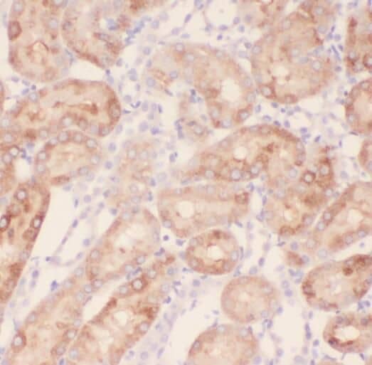 RABL2A Antibody - BSA Free