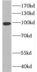RABGAP1L Antibody - BSA Free