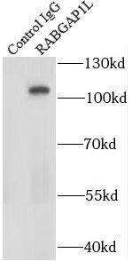 RABGAP1L Antibody - BSA Free
