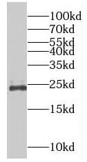 RAB9B Antibody - BSA Free