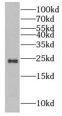 RAB43 Antibody - BSA Free