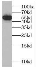 RAB40B Antibody - BSA Free