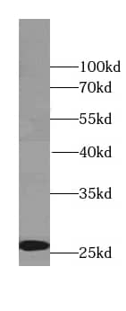Rab3C Antibody - BSA Free