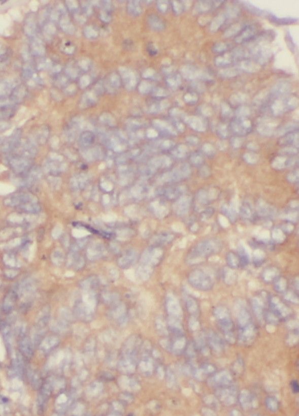 RAB3B Antibody - BSA Free