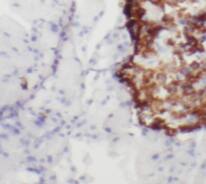 Rab3A Antibody - BSA Free