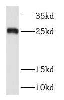 RAB38 Antibody - BSA Free