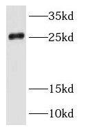 RAB35 Antibody - BSA Free