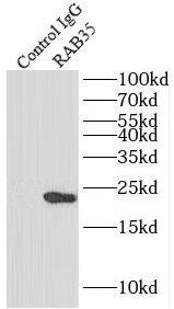 RAB35 Antibody - BSA Free
