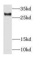 RAB34 Antibody - BSA Free