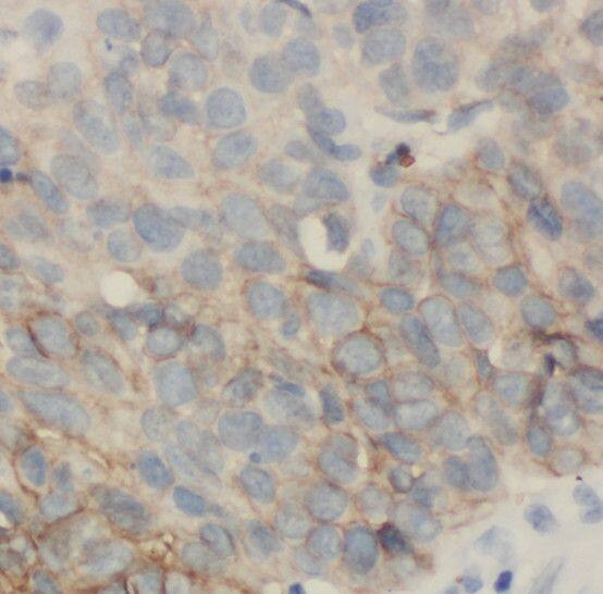 RAB32 Antibody - BSA Free