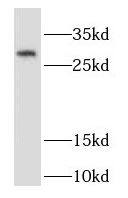 RAB32 Antibody - BSA Free