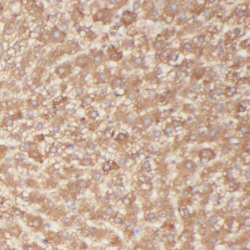 RAB12 Antibody - BSA Free