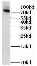 RAB11FIP3 Antibody - BSA Free