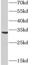 PYCR2 Antibody - BSA Free