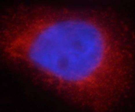 PYCR2 Antibody - BSA Free