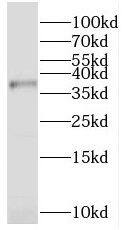 PXMP3 Antibody - BSA Free