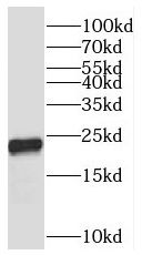 PXMP2 Antibody - BSA Free