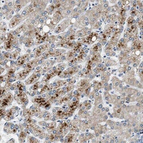 PXMP2 Antibody - BSA Free