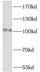PWP2H Antibody - BSA Free