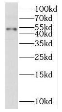 PUS3 Antibody - BSA Free