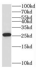 PTTG1IP Antibody - BSA Free