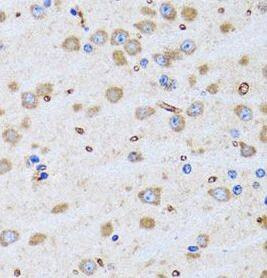 PTRH2 Antibody - BSA Free