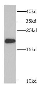 PTRH2 Antibody - BSA Free