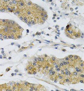 PTP alpha/PTPRA Antibody - BSA Free