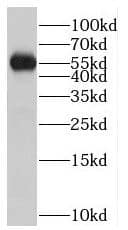 PTPN4 Antibody - BSA Free