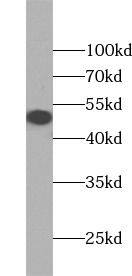 BDP1 Antibody - BSA Free