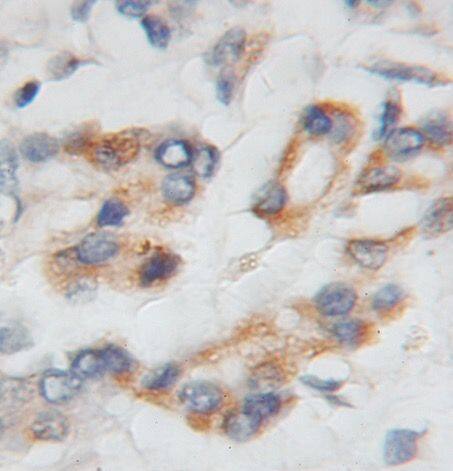 PTP4A1 Antibody - BSA Free