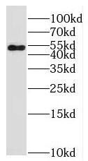 PTP4A1 Antibody - BSA Free