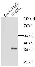PGR1 Antibody - BSA Free