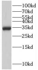 PTER Antibody - BSA Free