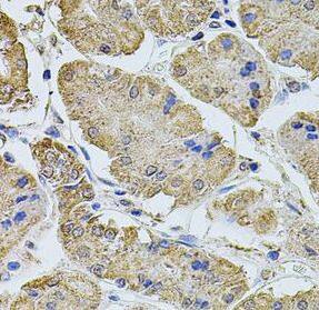 PTCD3 Antibody - BSA Free