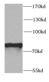 PTCD3 Antibody - BSA Free