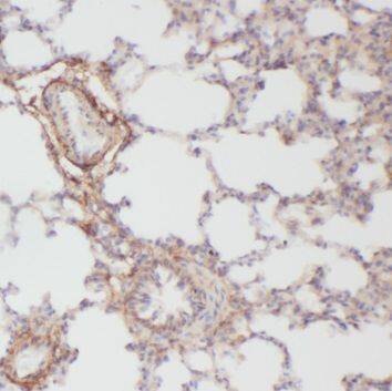 PAFR Antibody - BSA Free