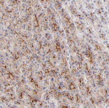 PSMG3 Antibody - BSA Free